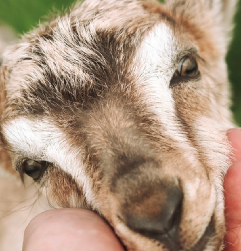 Funny Farm Petting Zoo Admission