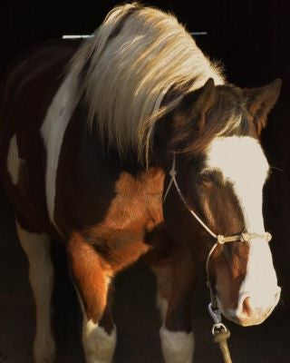 Pony Kegs, Beverage Burrows & Party Horses