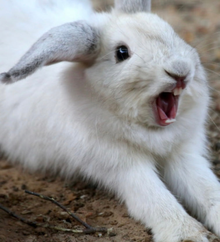 Birthday Surprise Farm Animal Visitor