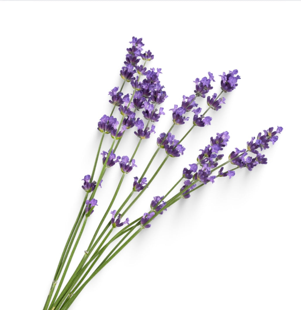 Foot Magic: Tallow Whipped Cream- Calming Lavender