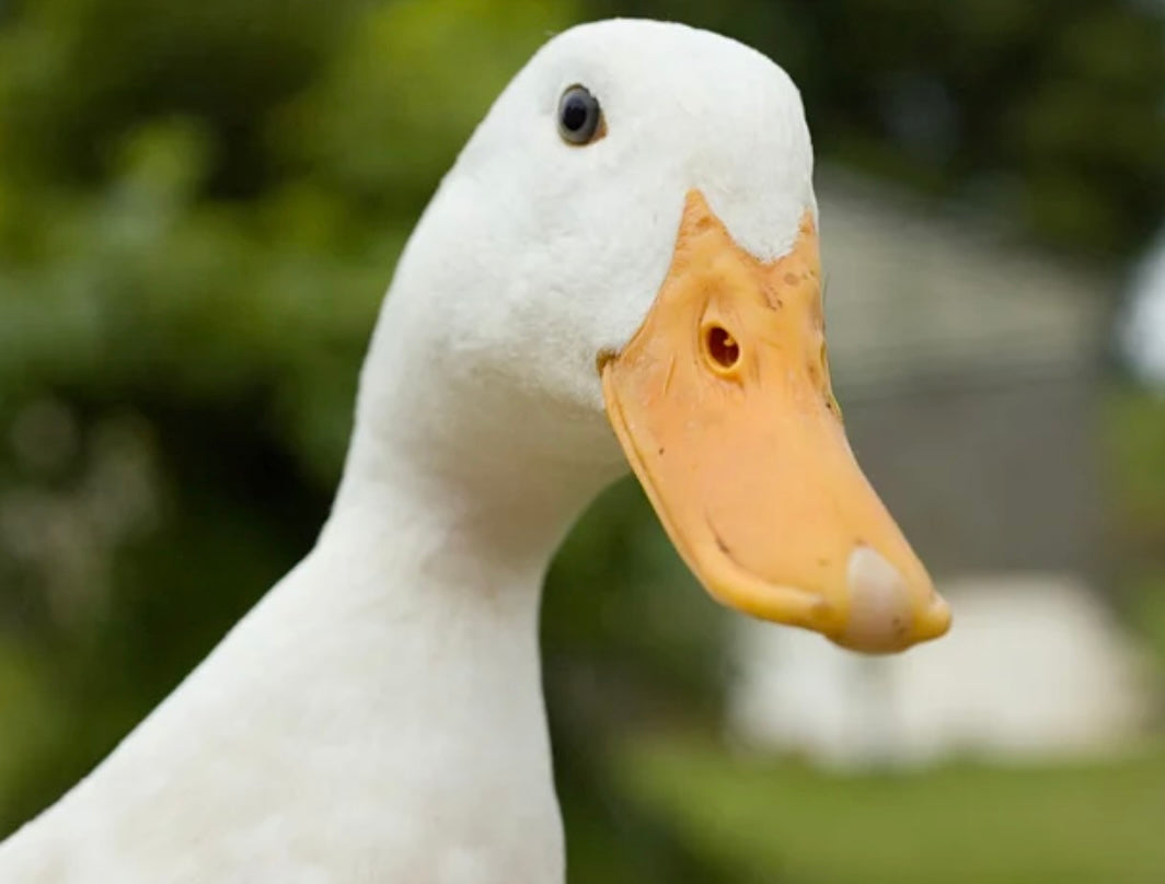 Birthday Surprise Farm Animal Visitor