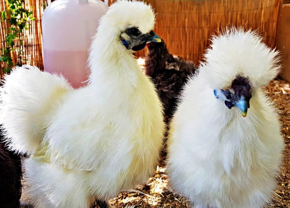 Silkie Chicks