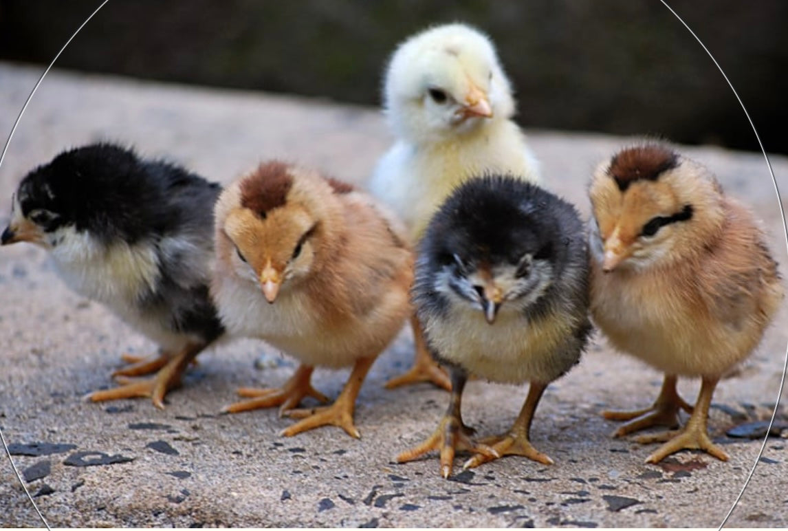 Assorted Layer Fertile, Hatchable Eggs