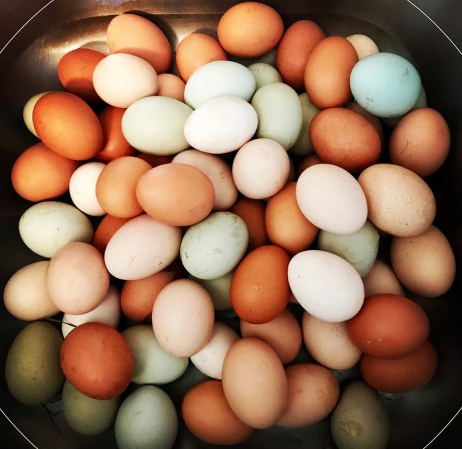 Children's Egg Incubation Class