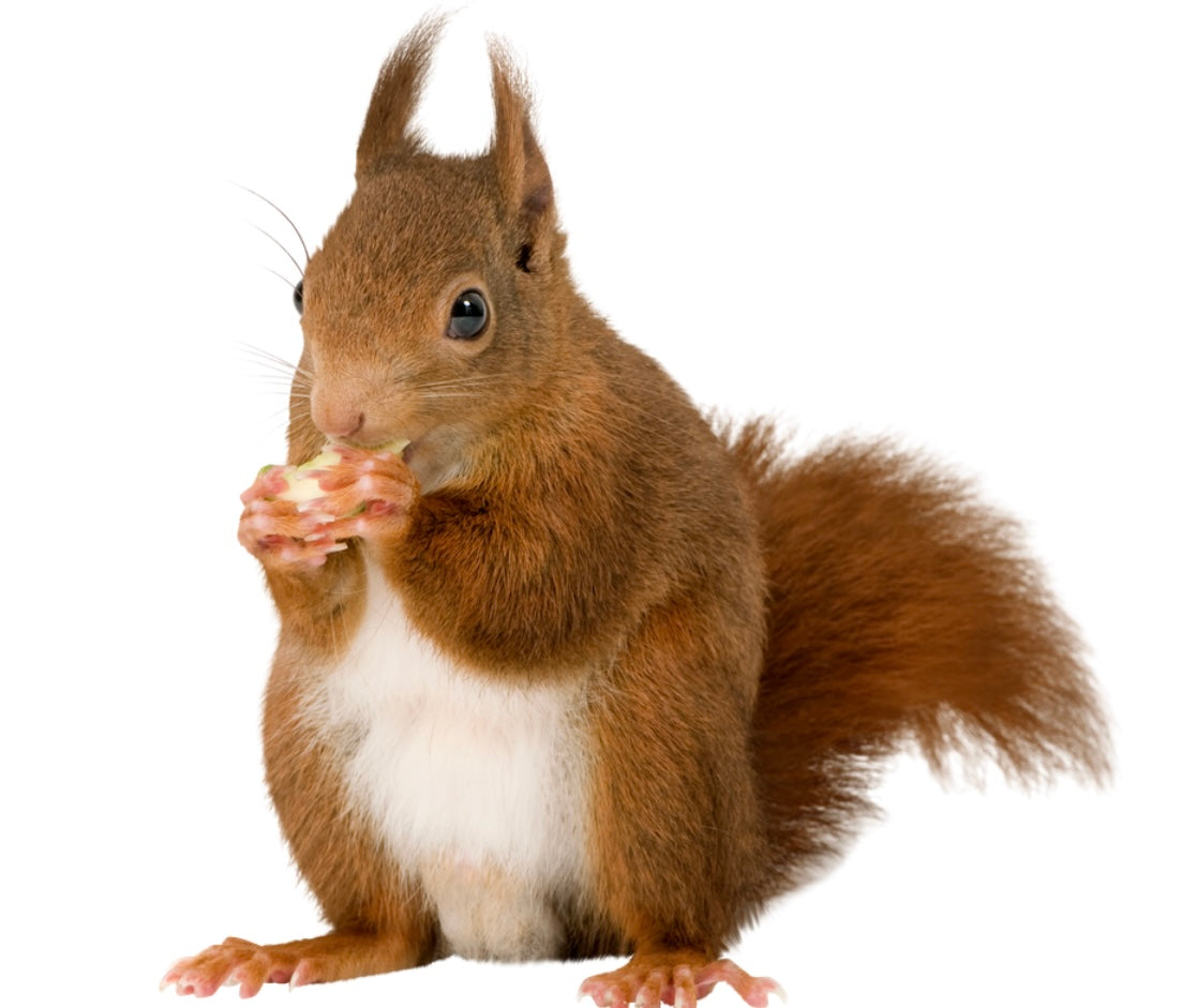 Children's Animal Cooking Class- Dog & Cat treats, Horses, Bunnies or Bird & Squirrel