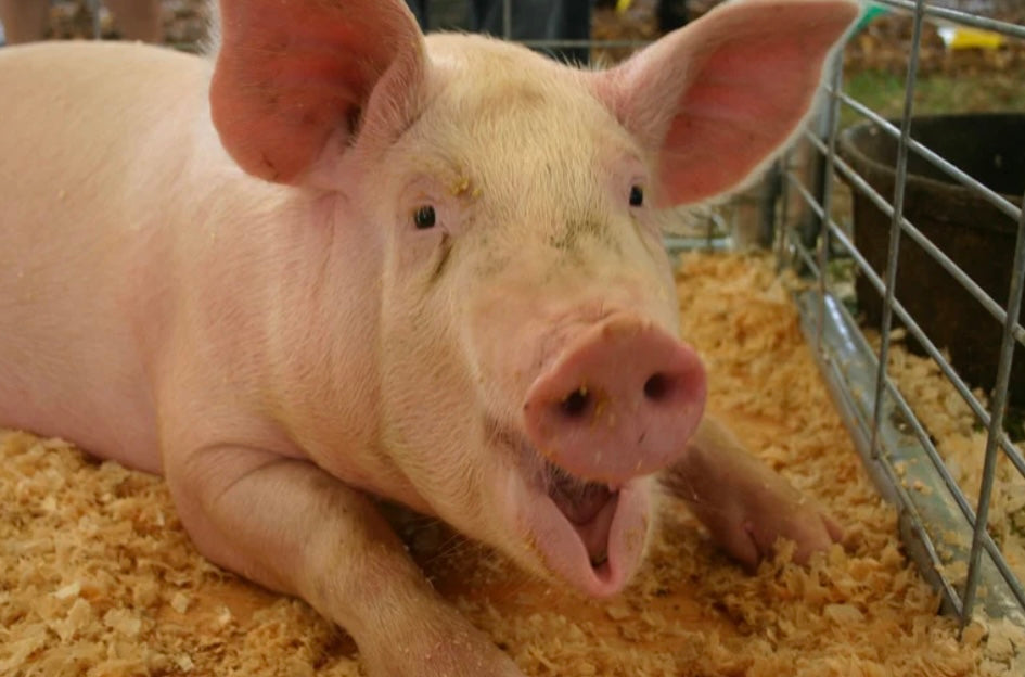 Funny Farm Petting Zoo Admission