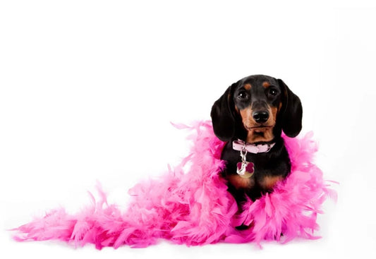 Funny Farm Custom Product Party- Design Your Own Shirts, Sweatpants, Hats & More!