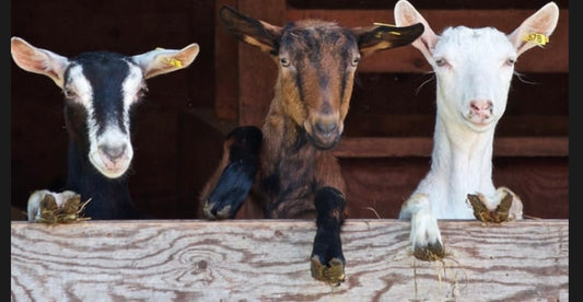 Amazing Children’s Petting Zoo Birthday Parties