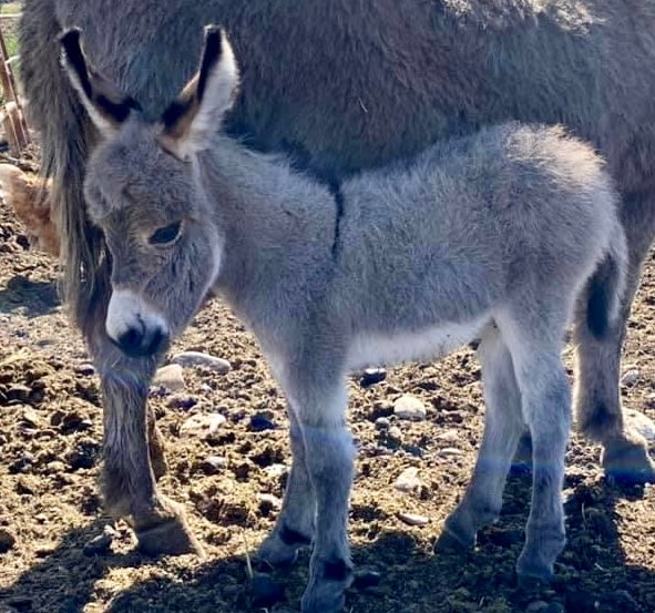 G. Funny Farm Babies