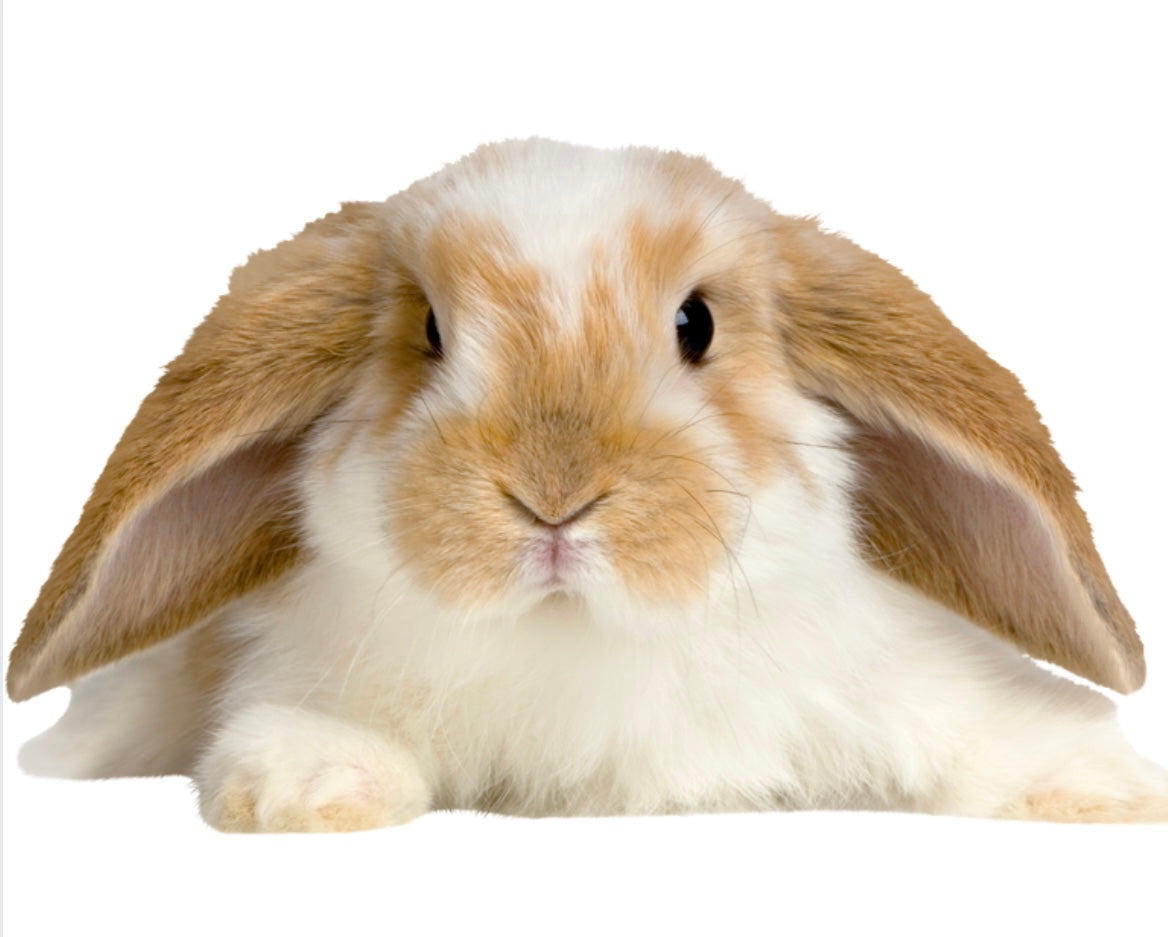 Lil' Critter: Corn Cobs & Peanuts