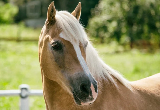 Children's Farm Animal Care Camp