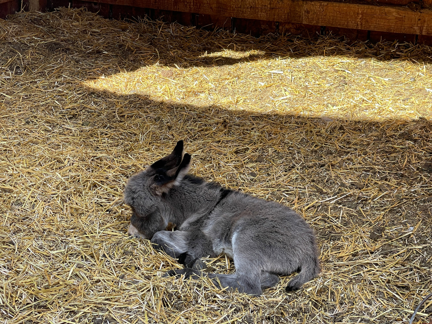 Male Mini Donkey Baby