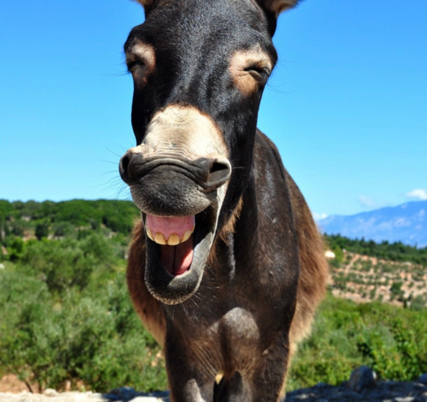 A.A. Birthday Surprise Farm Animal Visitor