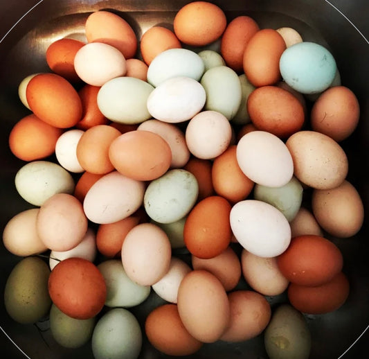 Children's Egg Incubation Class